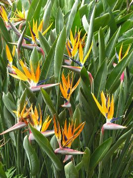 Name:  strelitzia-reginae-anh1.jpg
Views: 7080
Size:  35.1 KB