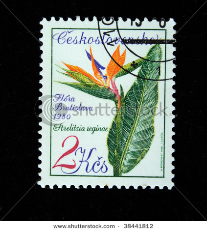 Name:  stock-photo-czechoslovakia-circa-a-stamp-printed-in-czechoslovakia-shows-strelitzia-reginae-one-.jpg
Views: 2721
Size:  87.0 KB