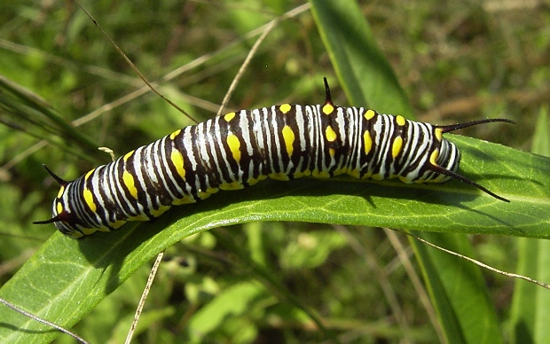 Name:  Danaus_chrysippus_petilia_caterpillar_620.JPG
Views: 749
Size:  127.9 KB