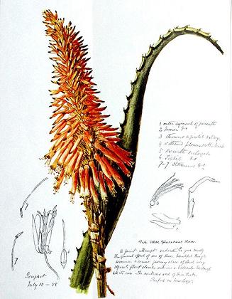 Name:  466px-Aloe_arborescens00.jpg
Views: 4586
Size:  30.4 KB