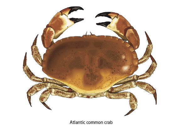 Name:  01_atlantic_common_crab.jpg
Views: 4585
Size:  65.6 KB