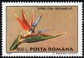 Name:  500L_Strelitzia_reginae_s.jpg
Views: 3129
Size:  25.2 KB