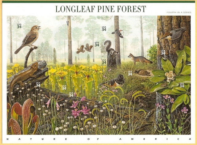 Name:  Longleaf Pine Forest.jpg
Views: 235
Size:  229.7 KB