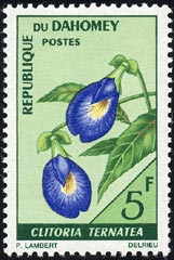 Name:  clitoria_ternatea_s.jpg
Views: 2046
Size:  14.5 KB