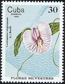 Name:  cuba1980_30c_centrosema_virginianum.jpg
Views: 2440
Size:  14.2 KB