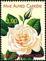 Name:  ros-france1999-rose2-small.jpg
Views: 1528
Size:  16.3 KB