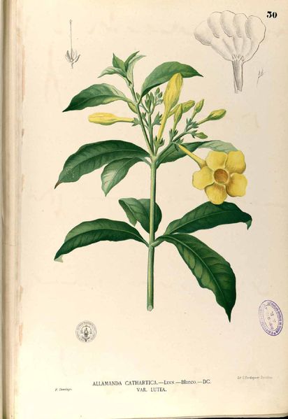 Name:  412px-Allamanda_cathartica_Blanco1.30.jpg
Views: 2267
Size:  31.7 KB