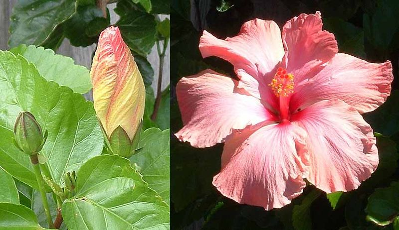 Name:  Hibiscus-stages.jpg
Views: 2651
Size:  79.1 KB