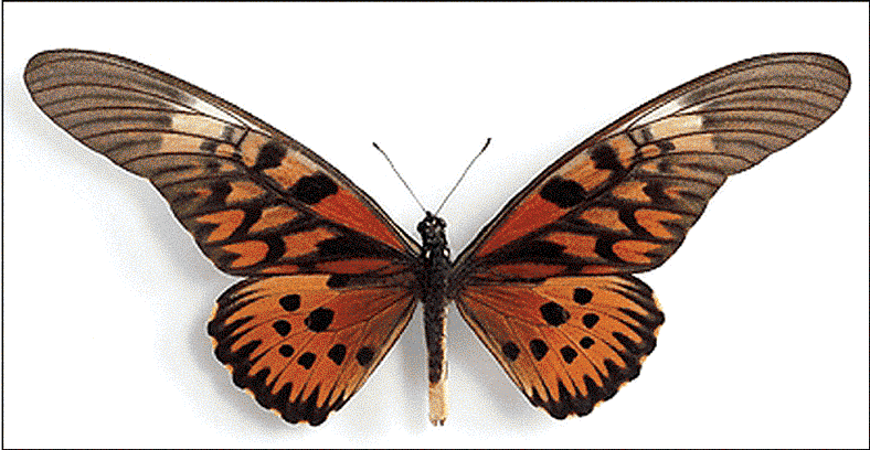 Name:  Papilio-antimachus.gif
Views: 6086
Size:  95.8 KB