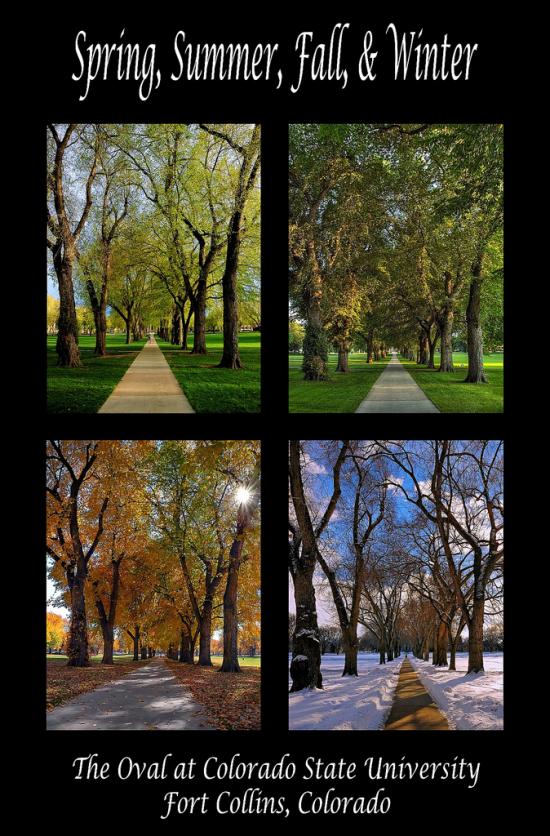 Name:  Four seasons at the Colorado State University Oval_Fort Photo.jpg
Views: 666
Size:  102.5 KB