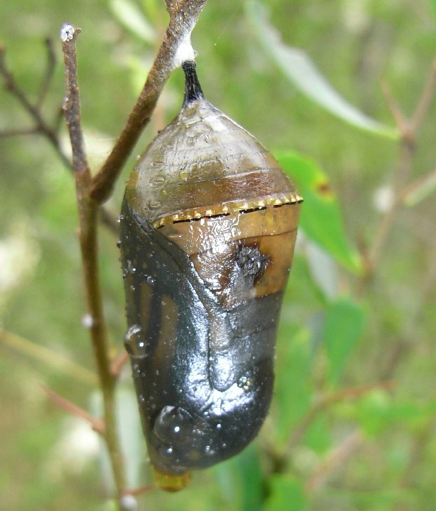 Name:  Danaus_chrysippus_pupae_620.JPG
Views: 575
Size:  76.3 KB