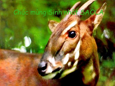 Name:  saola.bmp.jpg
Views: 228
Size:  57.4 KB