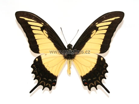 Name:  papilio-thoas-brasiliensis-201.jpg
Views: 1922
Size:  61.6 KB