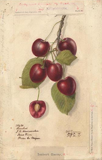 Name:  Cherries_38450lg.jpg
Views: 2220
Size:  30.2 KB